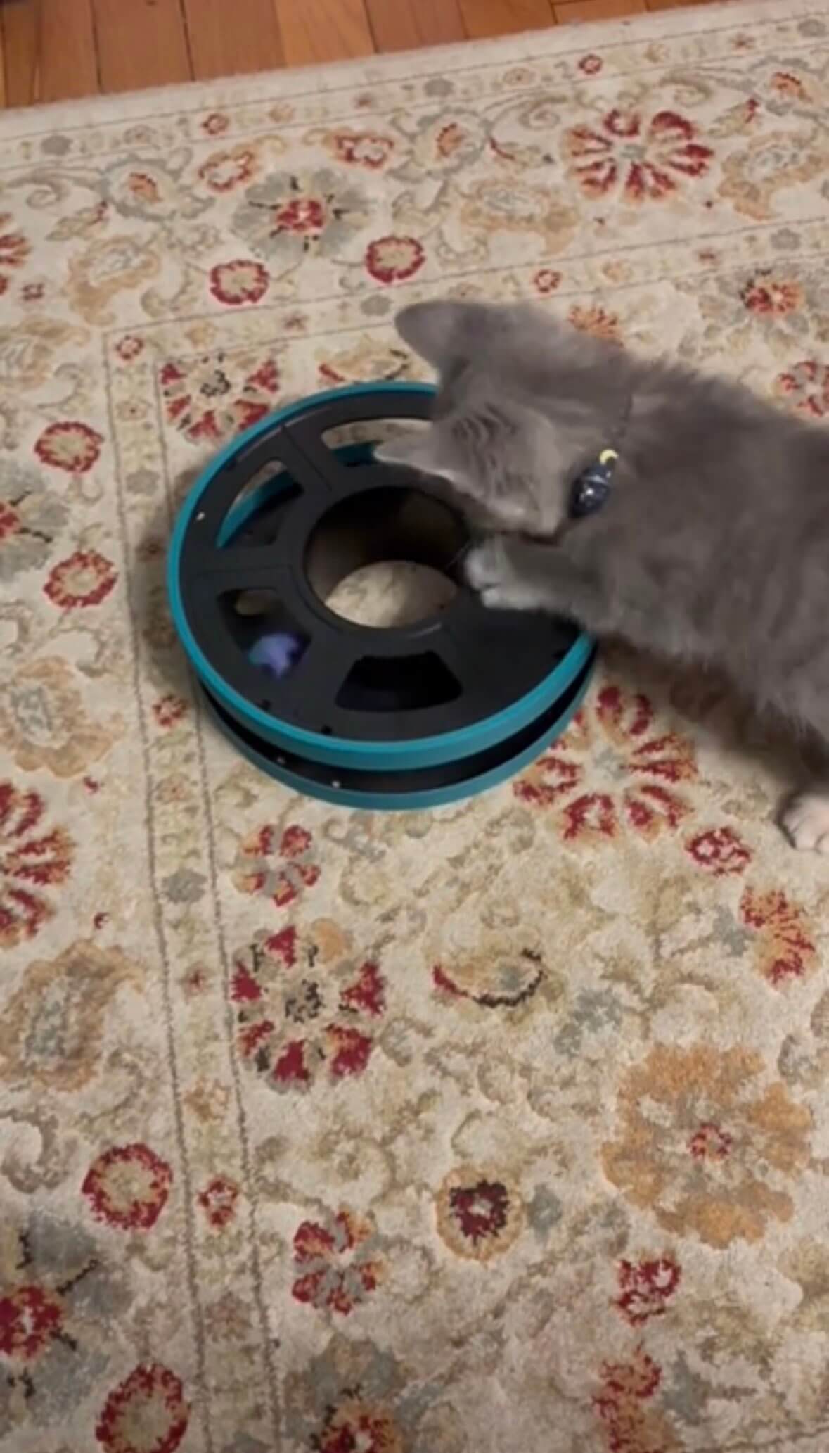 Recycled Spool Cat Toy: Success! - image 1
